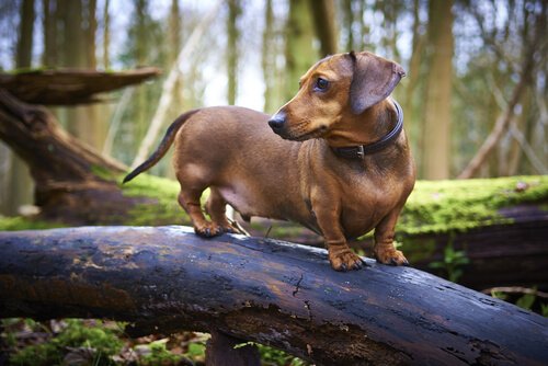 ormanda sosis köpek