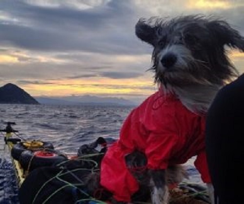 denizde yolculuk eden köpek