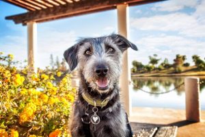köpek beden dili