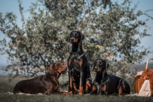 Göz Kamaştıran Eşsiz Köpekler – Doberman Pinscher