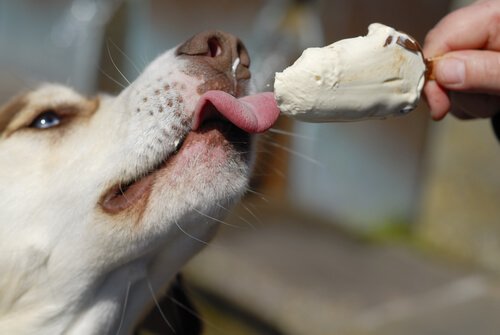 köpek dondurması