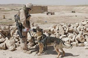 Afganistan'da Yaşanan Askerler ve Köpeklerin Dostluk Hikayeleri