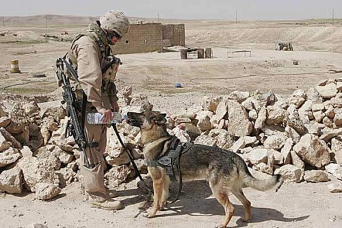 Afganistan’da Yaşanan Askerler ve Köpeklerin Dostluk Hikayeleri