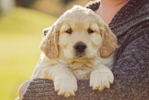 sahibinin kucağında köpek