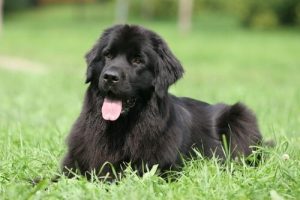 Dünyanın En Tembel Köpek Irkları