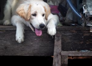 Evcil Hayvanlara El Konmasına Hayır