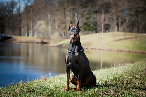 kolyeli doberman