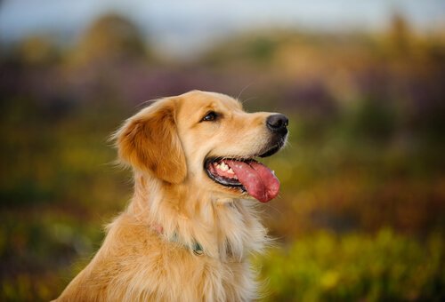 en güzel köpek ırkları