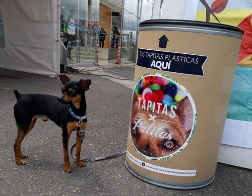 sokak hayvanlarına yardım