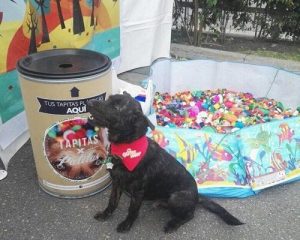 Hayvanlara Yardım Etmek İçin Geri Dönüşüme Destek Verin!