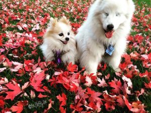 köpek arkadaşlar
