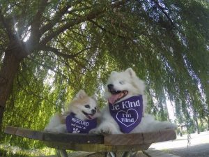 kör köpek ve rehberi