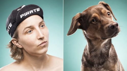 insana benzeyen köpek