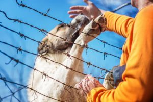 İran Askeri Bir Köpeği Kurtarmak İçin Bacağını Kaybetti