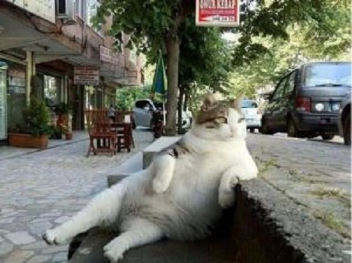 kaldırımda oturan kedi