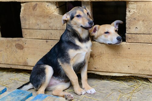 köpek ve kedi eti