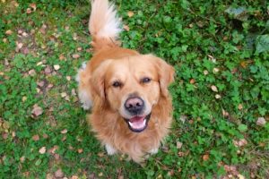 Köpekler Kendilerini Nasıl İfade Eder?