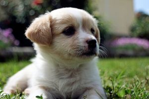 Bir Köpeğin Burun Rengi Nasıl Değişir?
