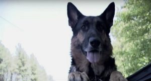 Yaralı Bir Kadını Kurtaran Terk Edilmiş Bir Köpeğin Hikayesi