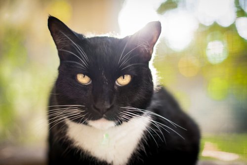 kedilerin yüz ifadeleri