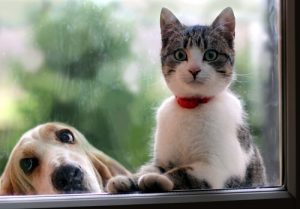 Kedi mi Köpek mi? Facebook Hayvanınıza Göre Sizi Analiz Ediyor