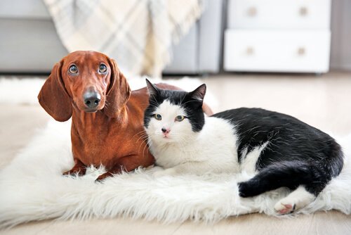 evde kedi ve köpek