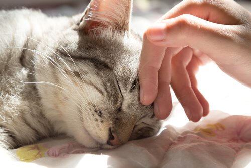 evde kedi ile yaşamak