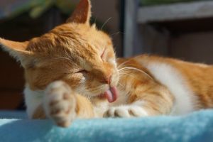 Neden Hepimiz Evde Kedi Sahibi Olmalıyız