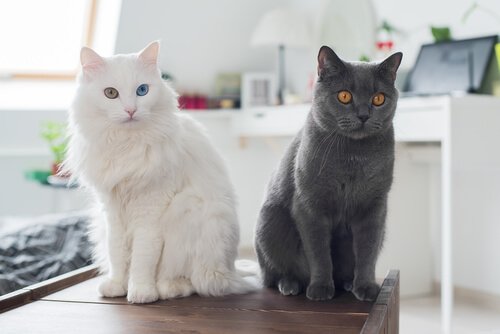 siyah ve beyaz kedi