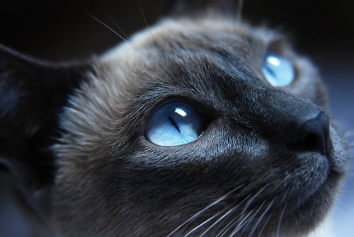 kızgın suratlı kedi