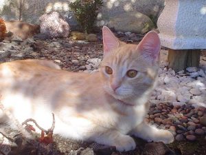 Kedilerde Viral Hastalıklar