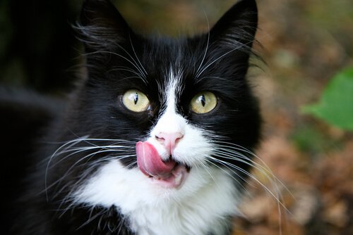 kedi hastalıkları