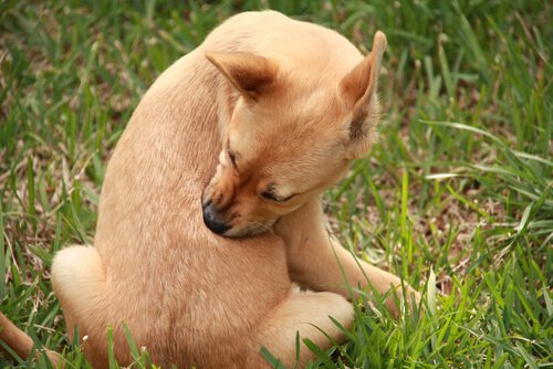köpeklerde kene