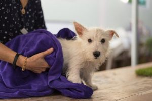 Köpeğinizden Kene Nasıl Çıkartılır?