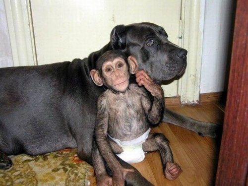 Kimsesiz Şempanzelere Bakan Köpek İle Tanışın
