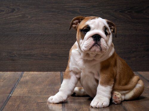 ingiliz buldog