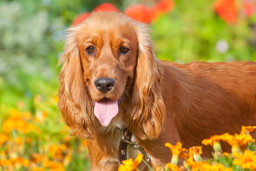 cocker spaniel