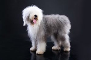 Kısa Kuyruklu Köpekler