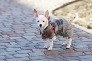 Kışın Köpeğime Nasıl Bakmalıyım?