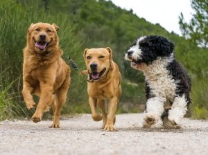 Kızgınlık Dönemindeki Dişi Köpek ile Nasıl İlgilenmelisiniz?
