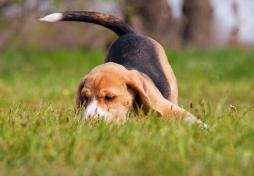 çimenleri koklayan beagle