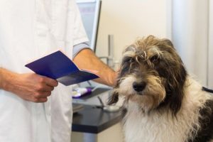 Köpeğimi Kısırlaştırmalı Mıyım?