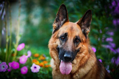 çiçekler içinde köpek