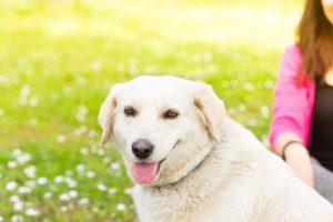 Köpeğinizin Sevmediği 5 Şey Nedir?