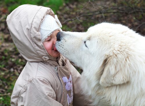 Köpeğinizin Yüzünüzü Yalamasına İzin Vermeli Misiniz?