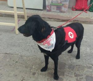 İstismar Edilmiş Köpek Artık Terapi Köpeği Olarak Çalışıyor