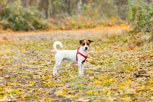 Parklarda Gerçekleşen Köpek Hırsızlığı Olayları Tüm İspanya’da Giderek Artıyor
