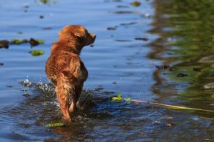 Bir Köpek Kurtarmak İçin Kendi Hayatını Riske Atan Genç Adam
