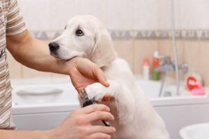 Köpek Manikürü Evde Nasıl Yapılır?