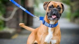Köpeklerin Tasmasının Kişilikleri Hakkında İpucu Verebileceğini Biliyor Muydunuz?
